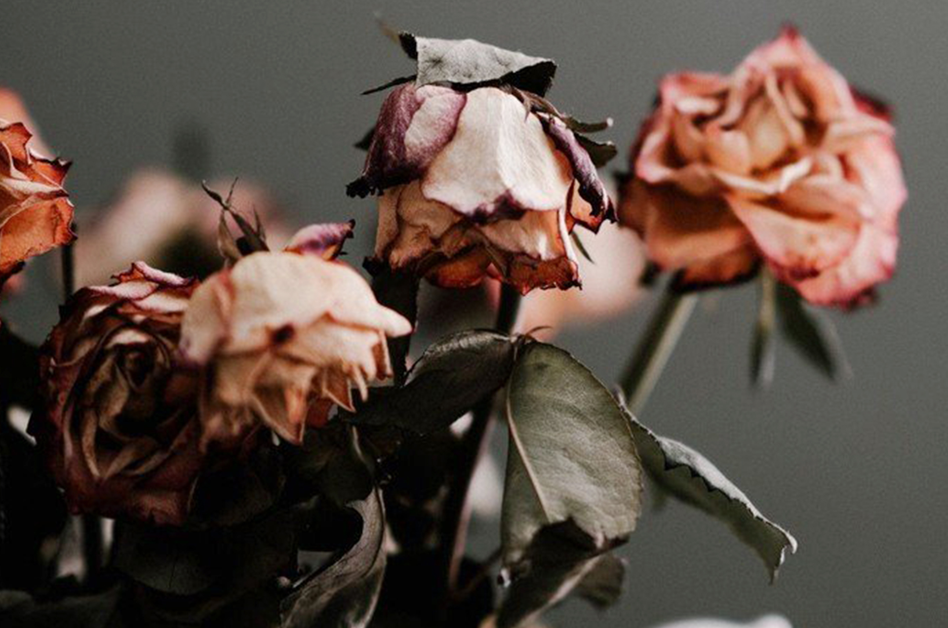 Verwelkte Rosen, Nahaufnahme.
